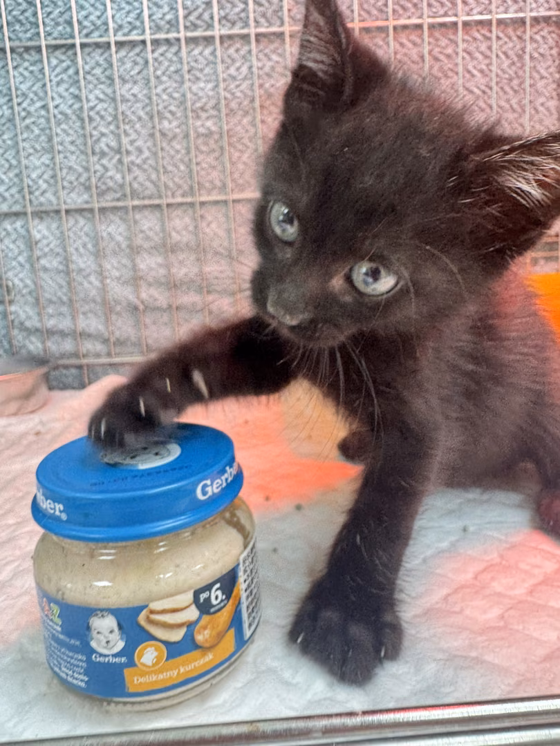 The cat, from the shelter's listing