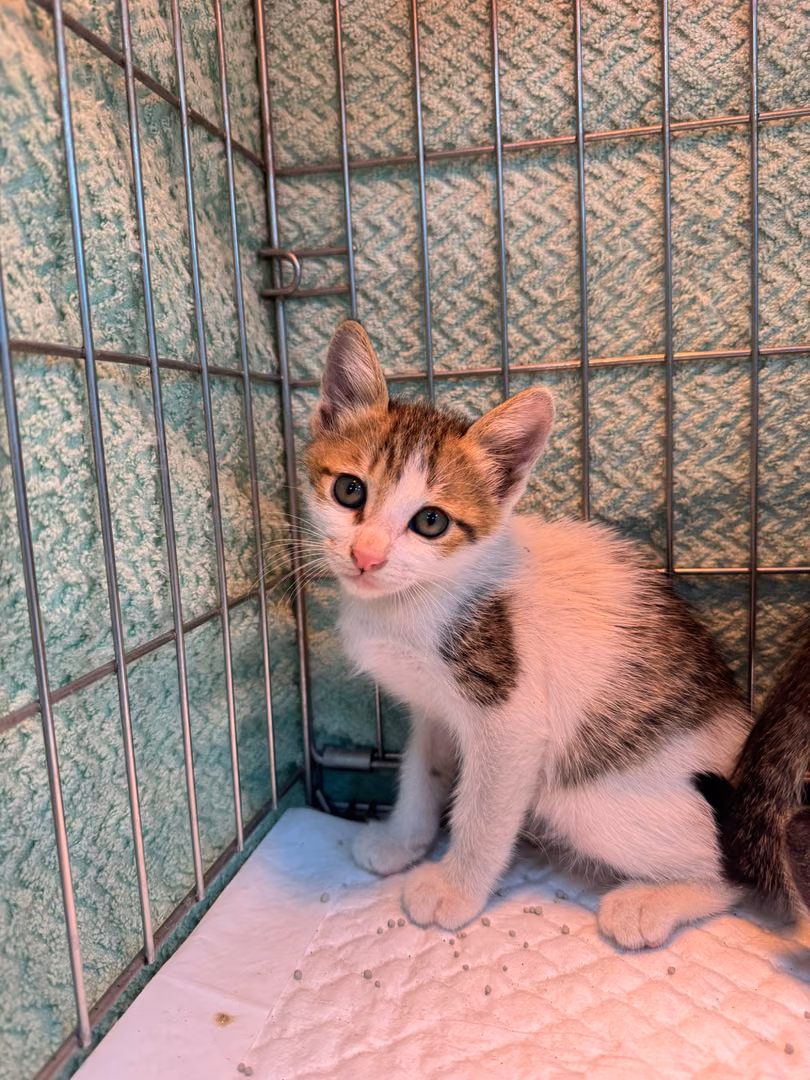 The cat, from the shelter's listing