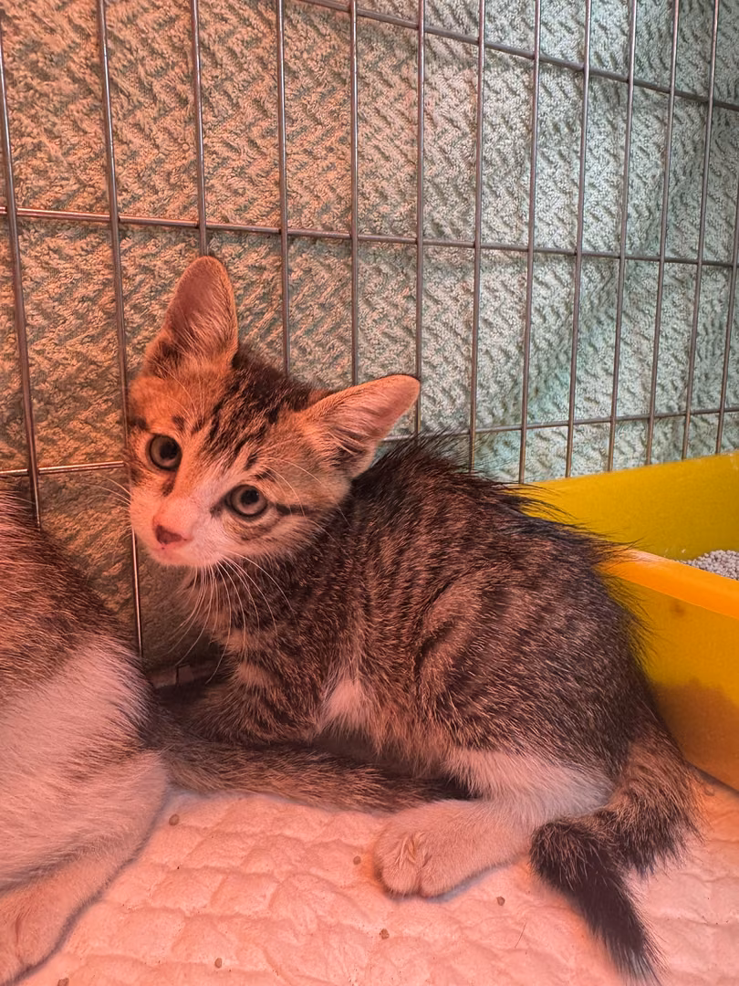 The cat, from the shelter's listing