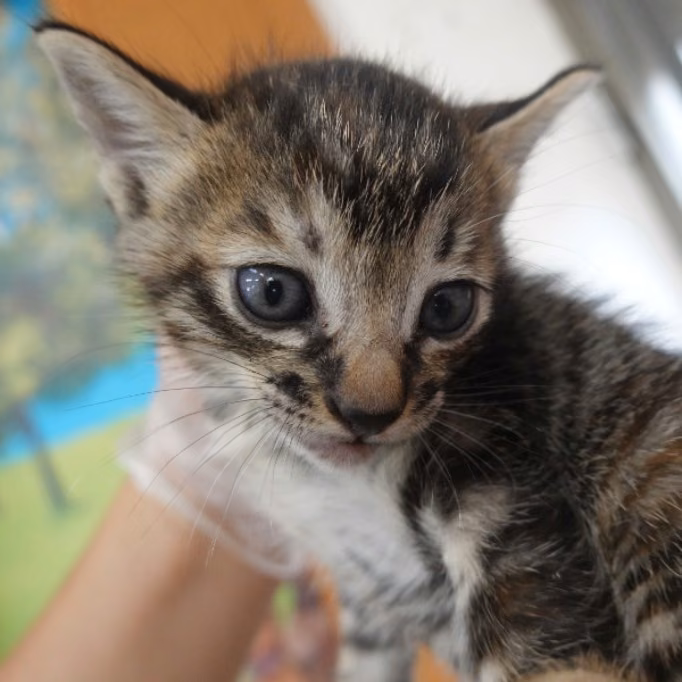 The cat, from the shelter's listing