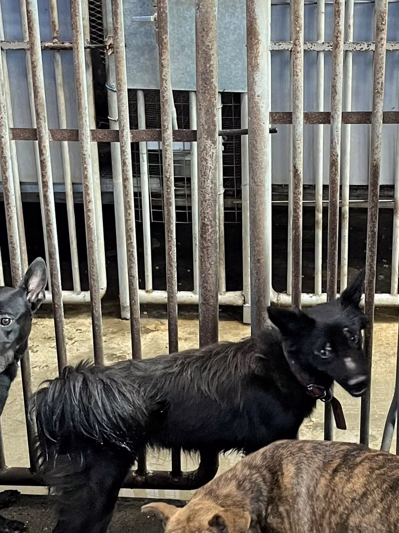 The dog, from the shelter's listing