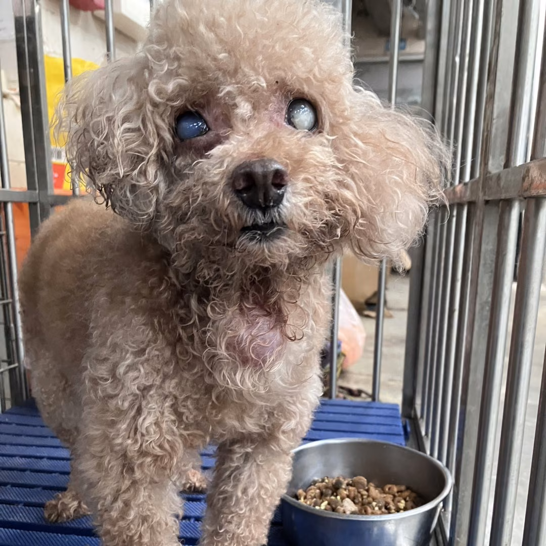 The dog, from the shelter's listing