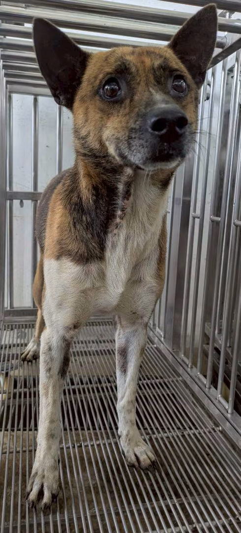 The dog, from the shelter's listing