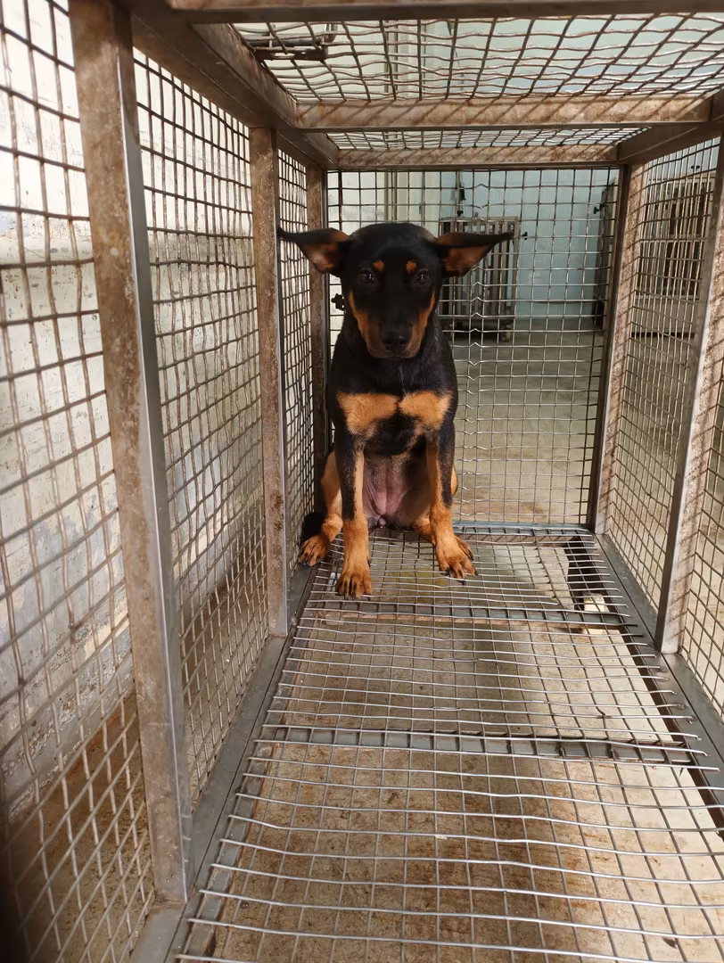 The dog, from the shelter's listing