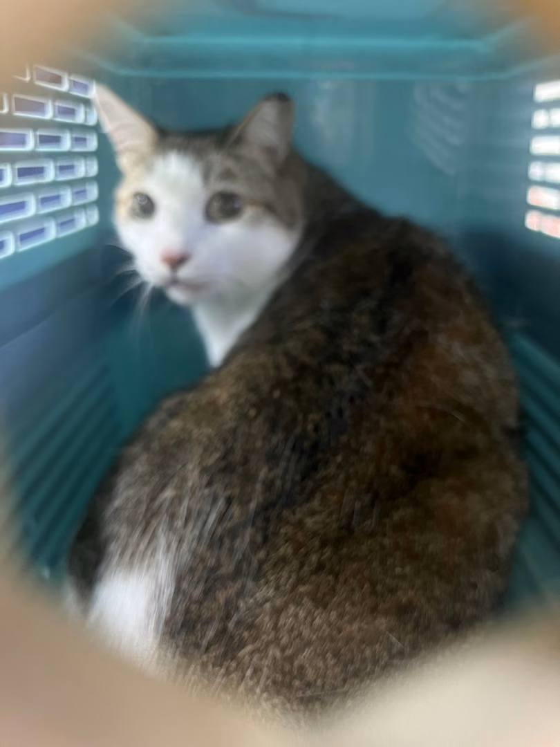 The cat, from the shelter's listing
