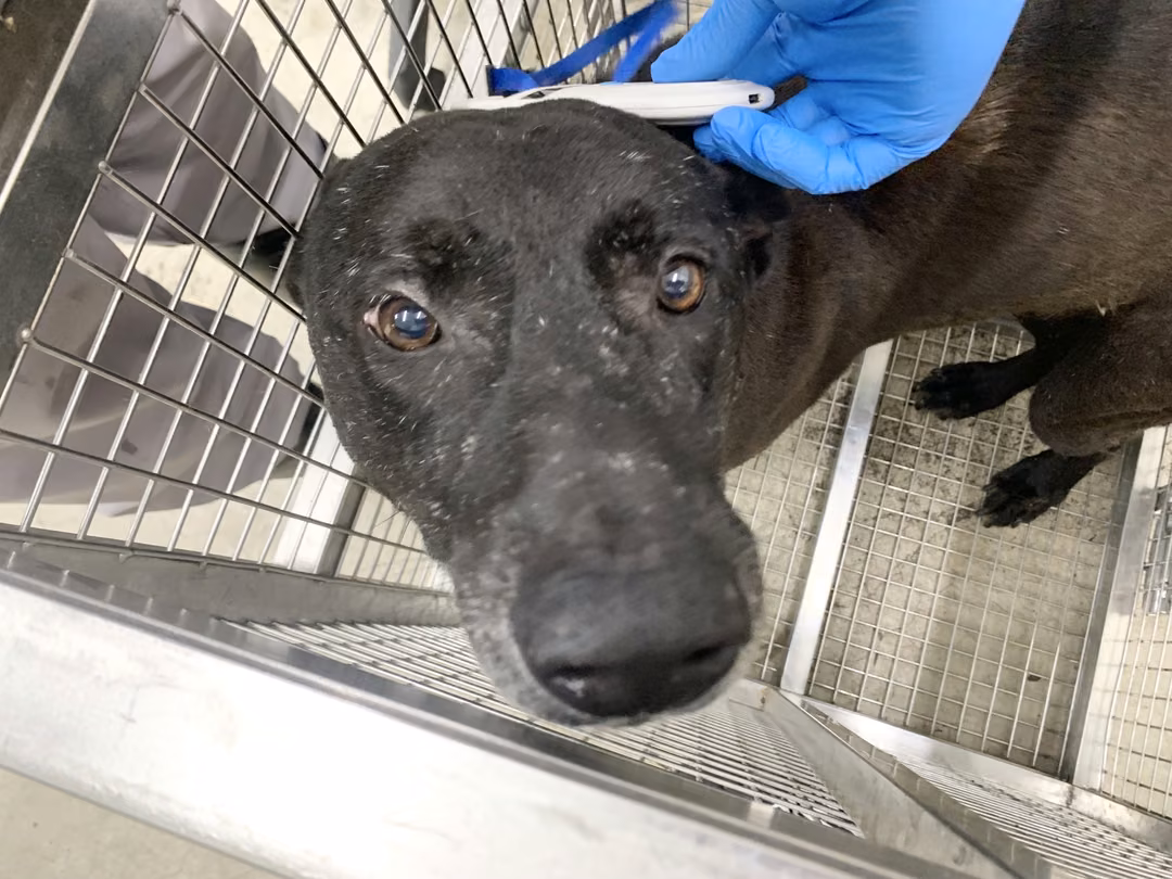 The dog, from the shelter's listing