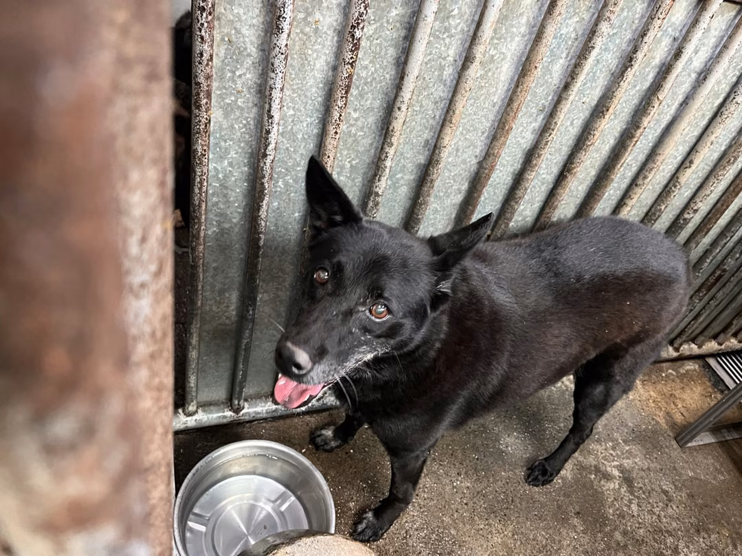 The dog, from the shelter's listing