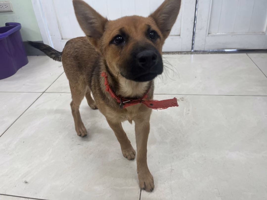 The dog, from the shelter's listing