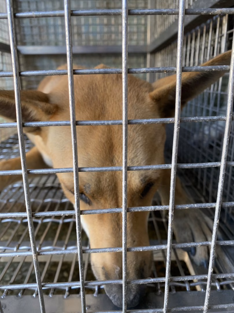 The dog, from the shelter's listing