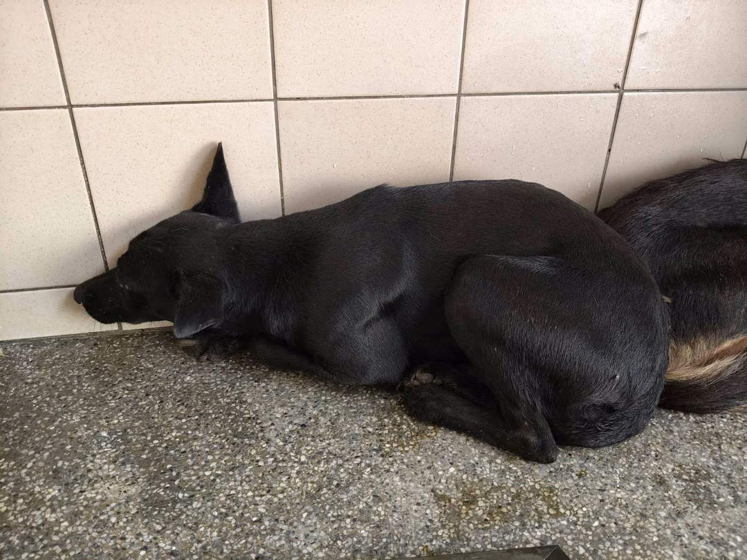 The dog, from the shelter's listing