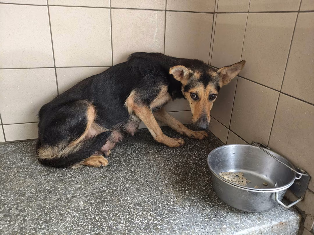 The dog, from the shelter's listing
