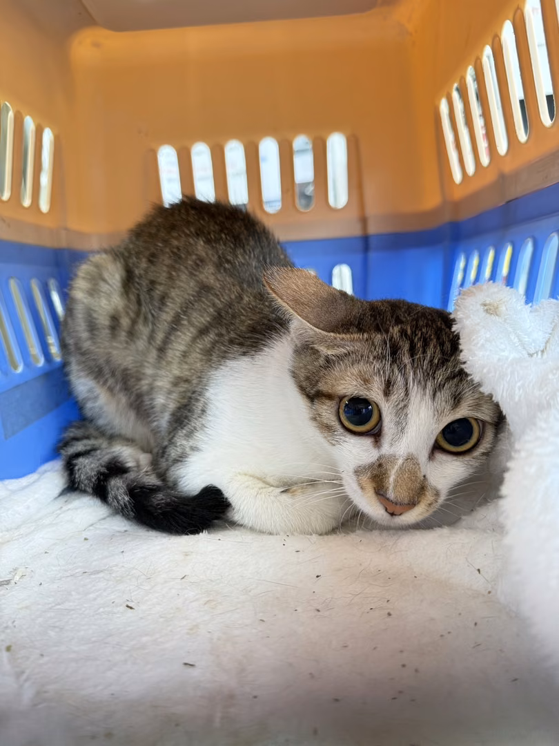 The cat, from the shelter's listing