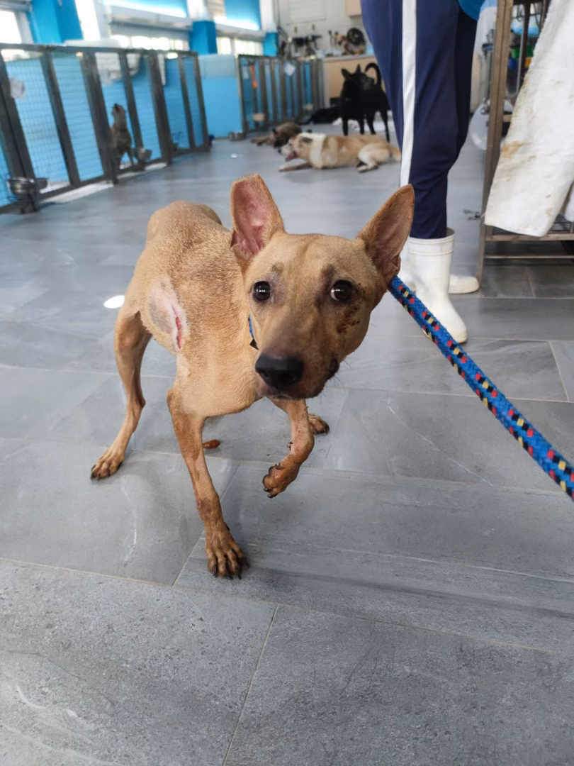 The dog, from the shelter's listing