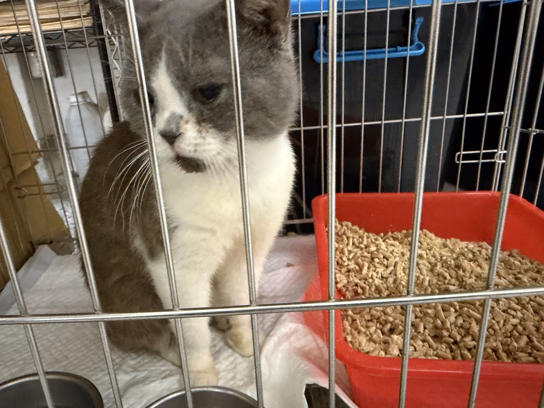 The cat, from the shelter's listing