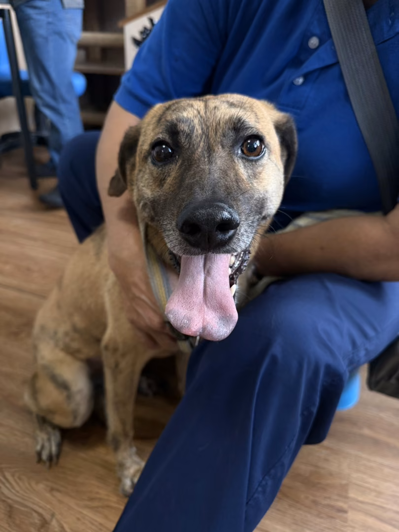 The dog, from the shelter's listing