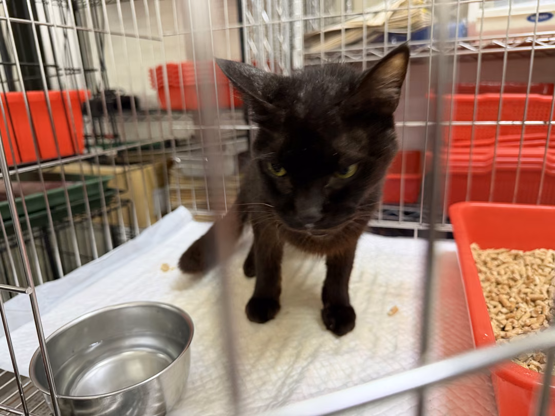 The cat, from the shelter's listing