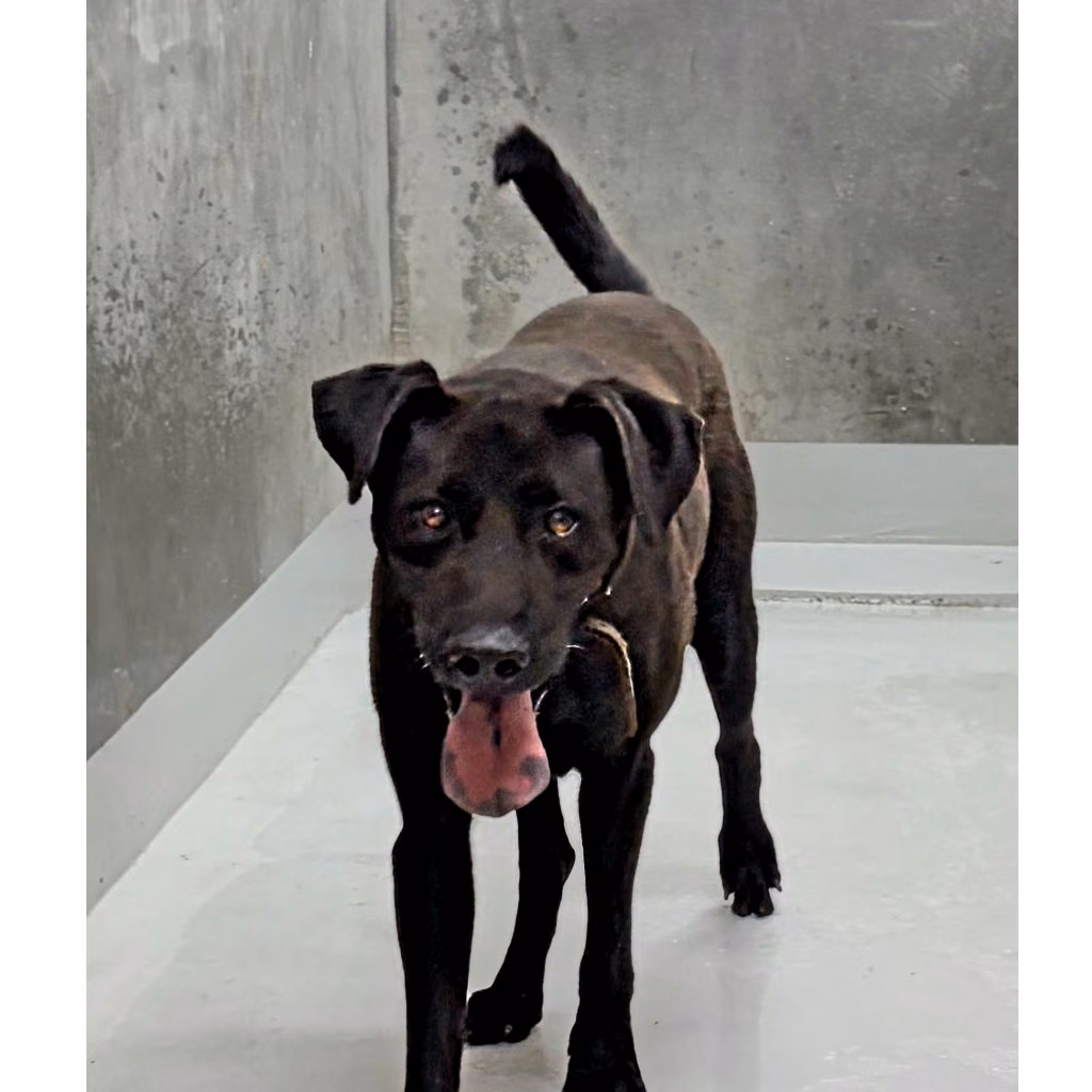 The dog, from the shelter's listing