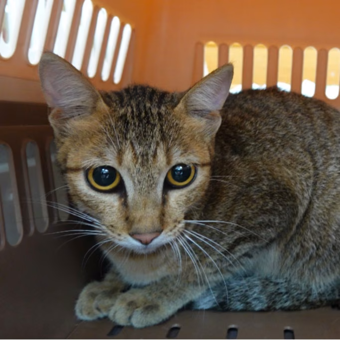 The cat, from the shelter's listing