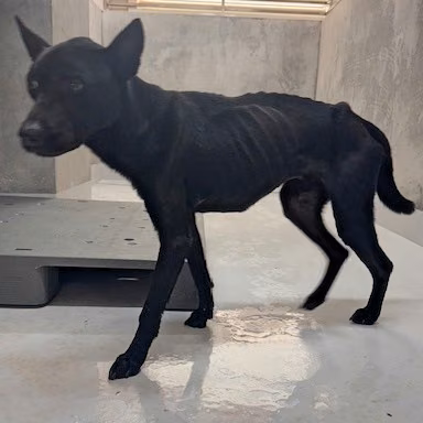 The dog, from the shelter's listing