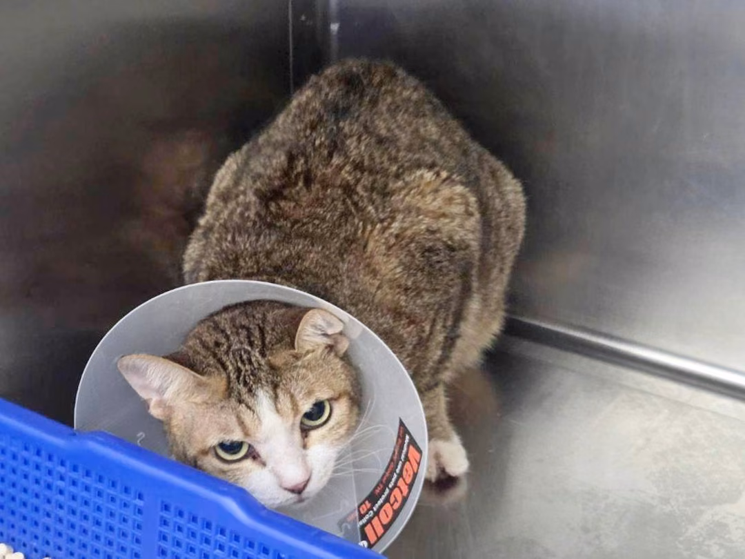 The cat, from the shelter's listing
