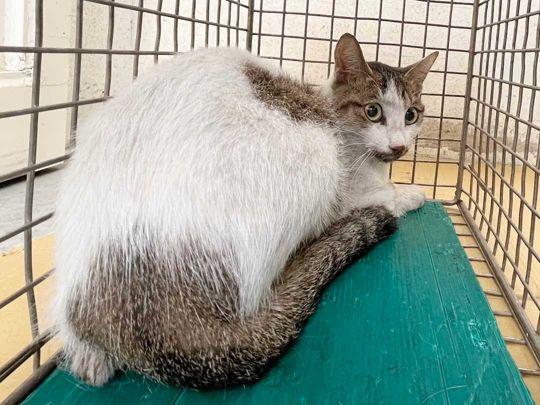 The cat, from the shelter's listing