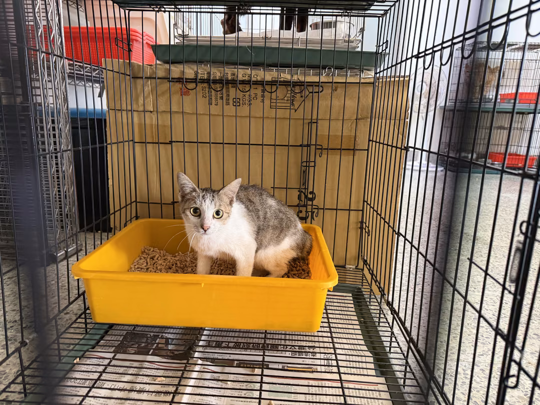 The cat, from the shelter's listing