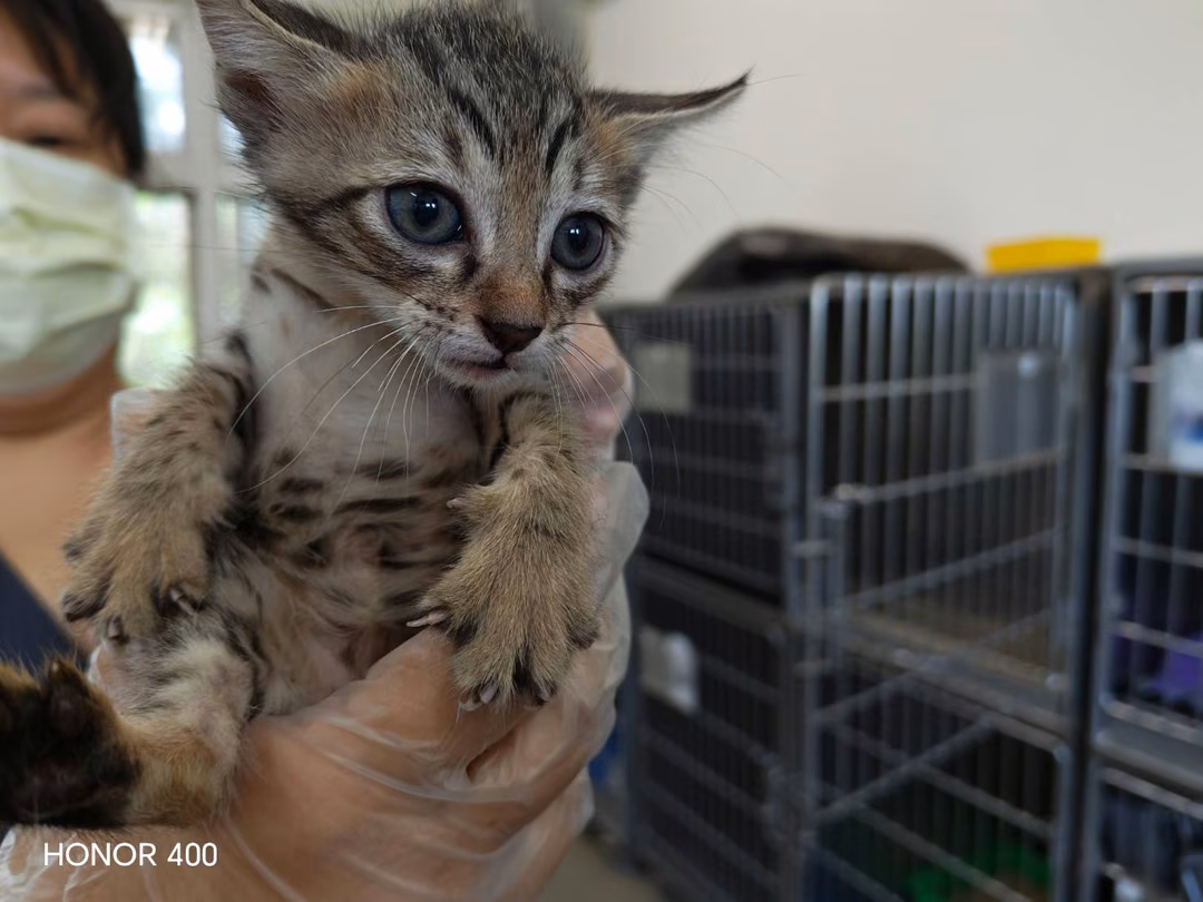 The cat, from the shelter's listing