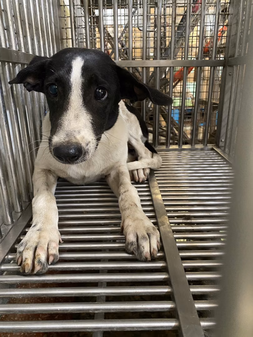 The dog, from the shelter's listing