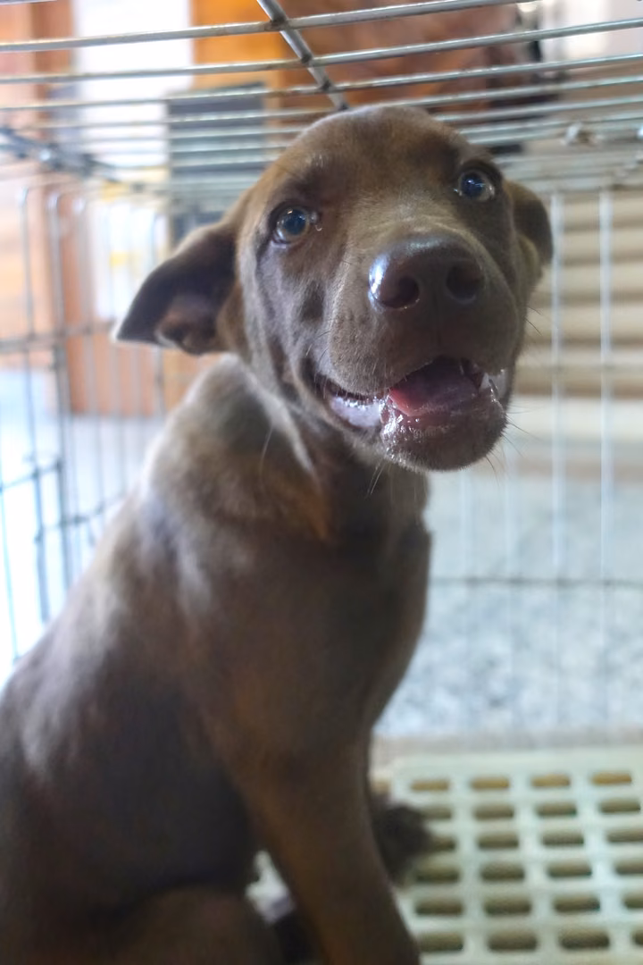 The dog, from the shelter's listing