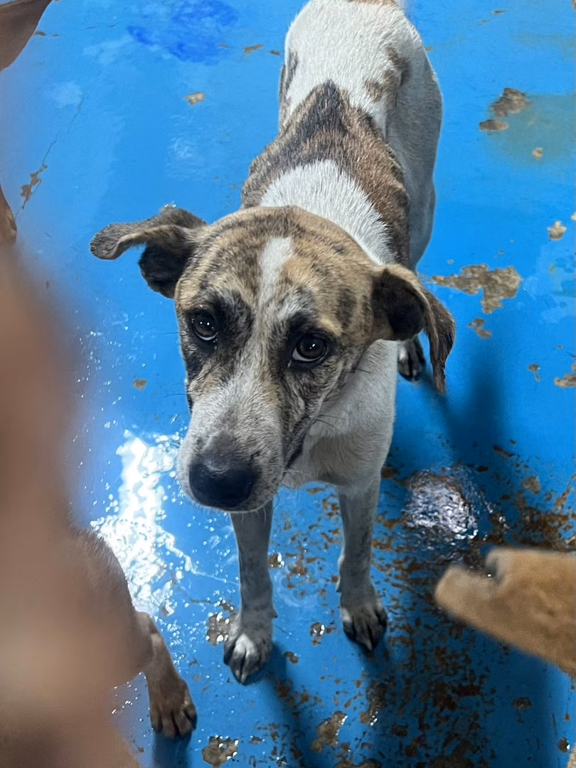 The dog, from the shelter's listing