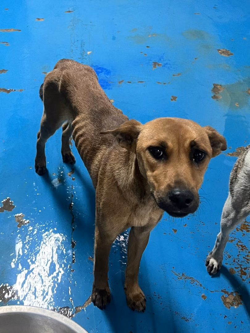 The dog, from the shelter's listing