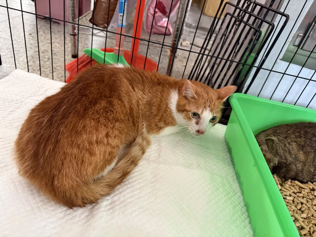 The cat, from the shelter's listing