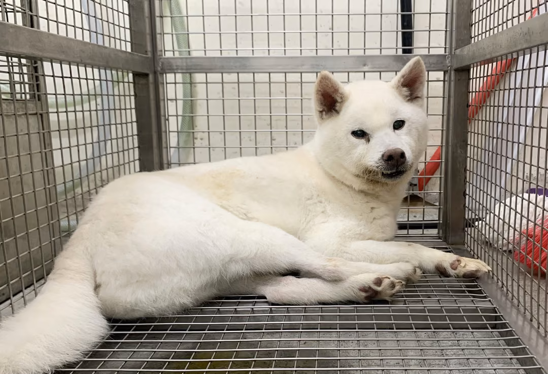 The dog, from the shelter's listing