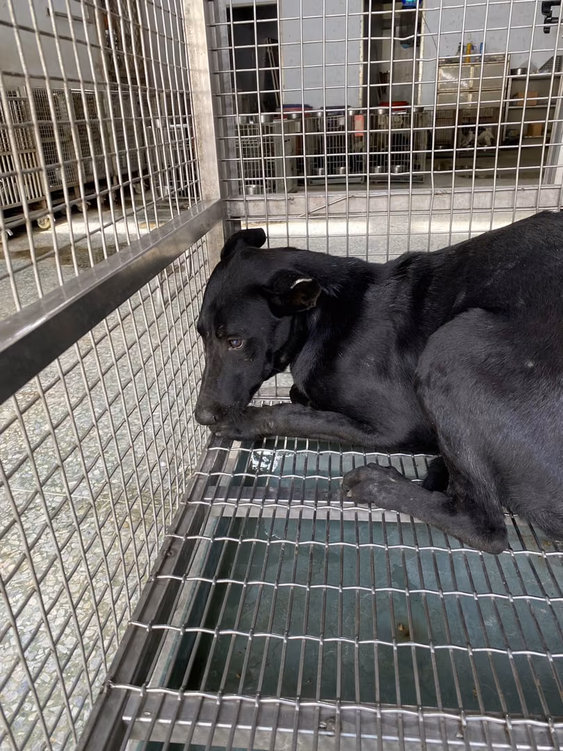 The dog, from the shelter's listing
