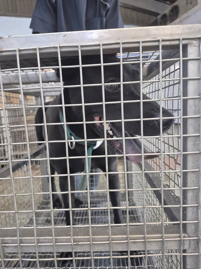The dog, from the shelter's listing