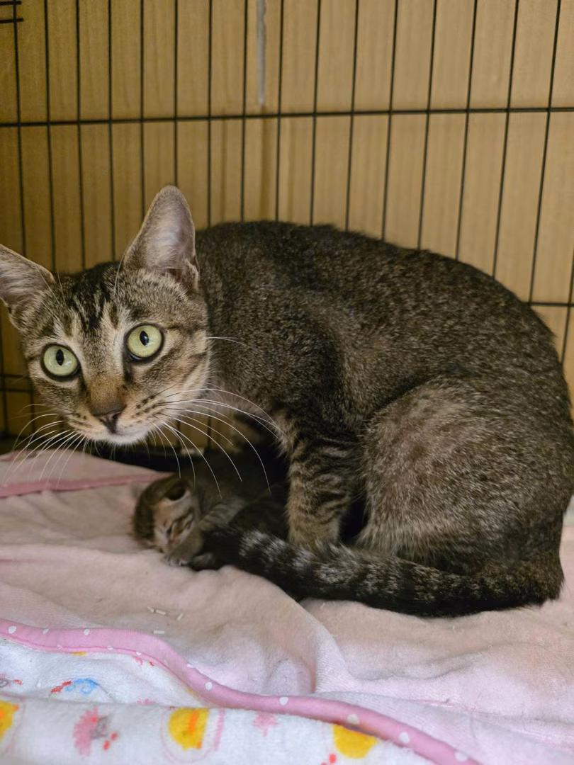 The cat, from the shelter's listing