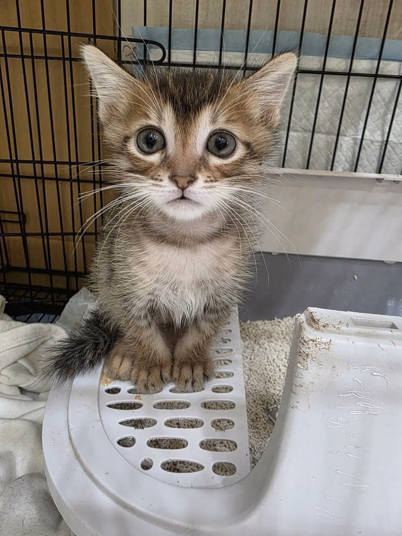 The cat, from the shelter's listing