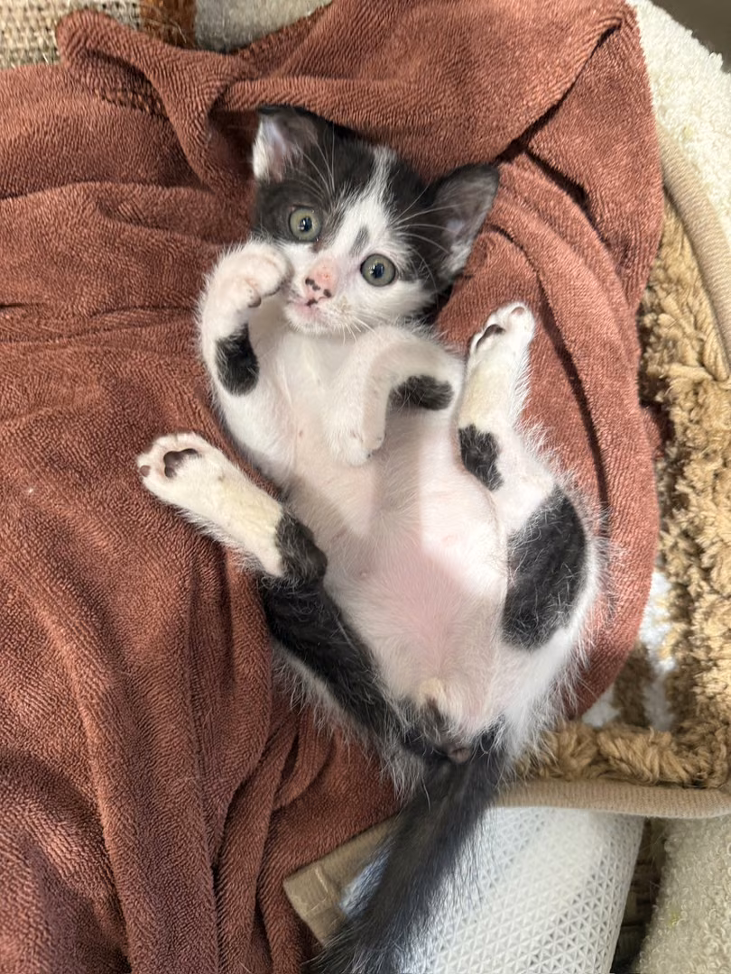 The cat, from the shelter's listing