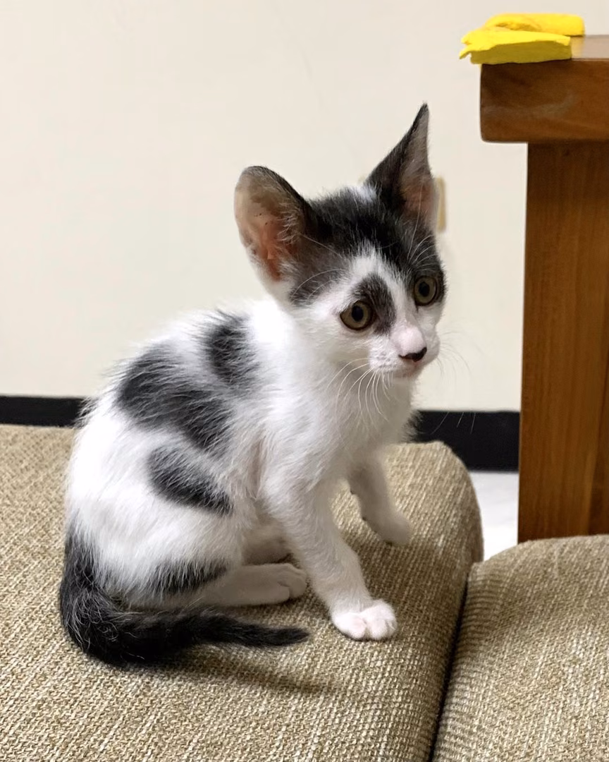 The cat, from the shelter's listing