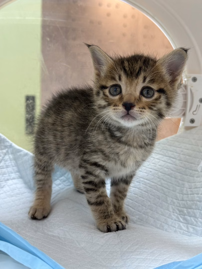 The cat, from the shelter's listing