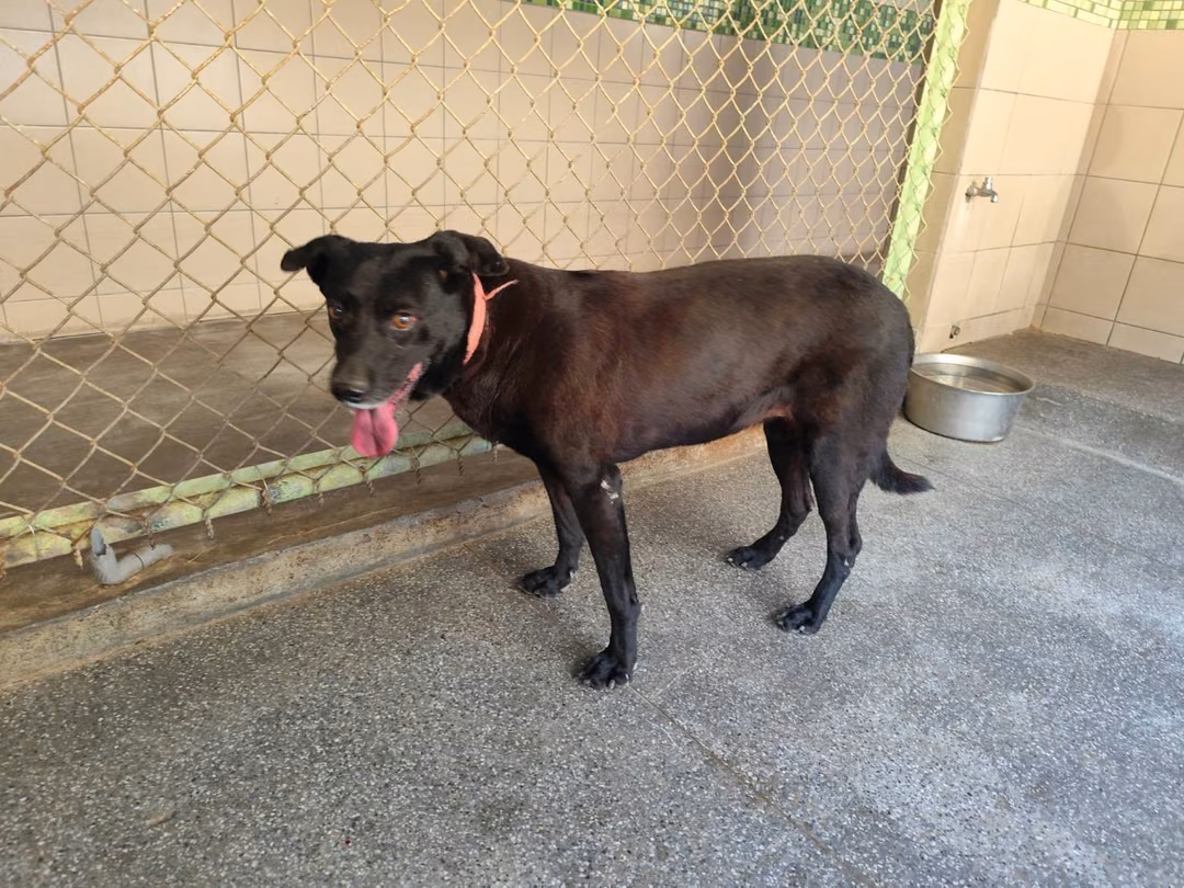 The dog, from the shelter's listing