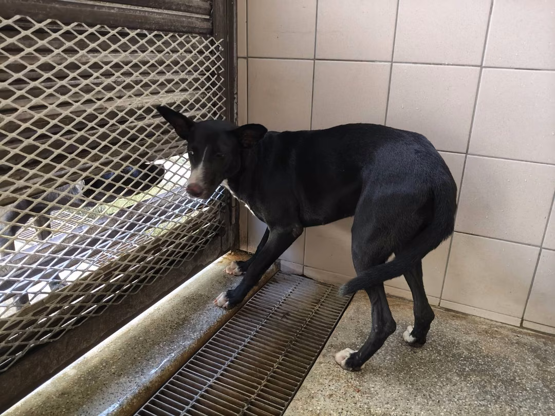 The dog, from the shelter's listing