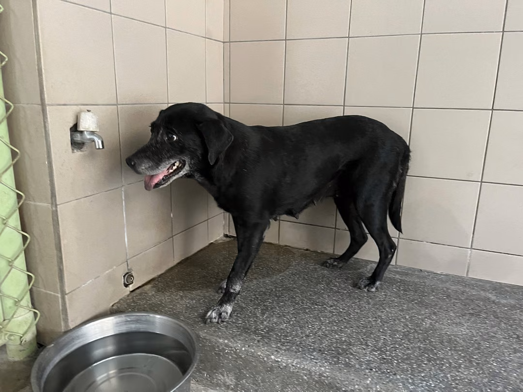 The dog, from the shelter's listing