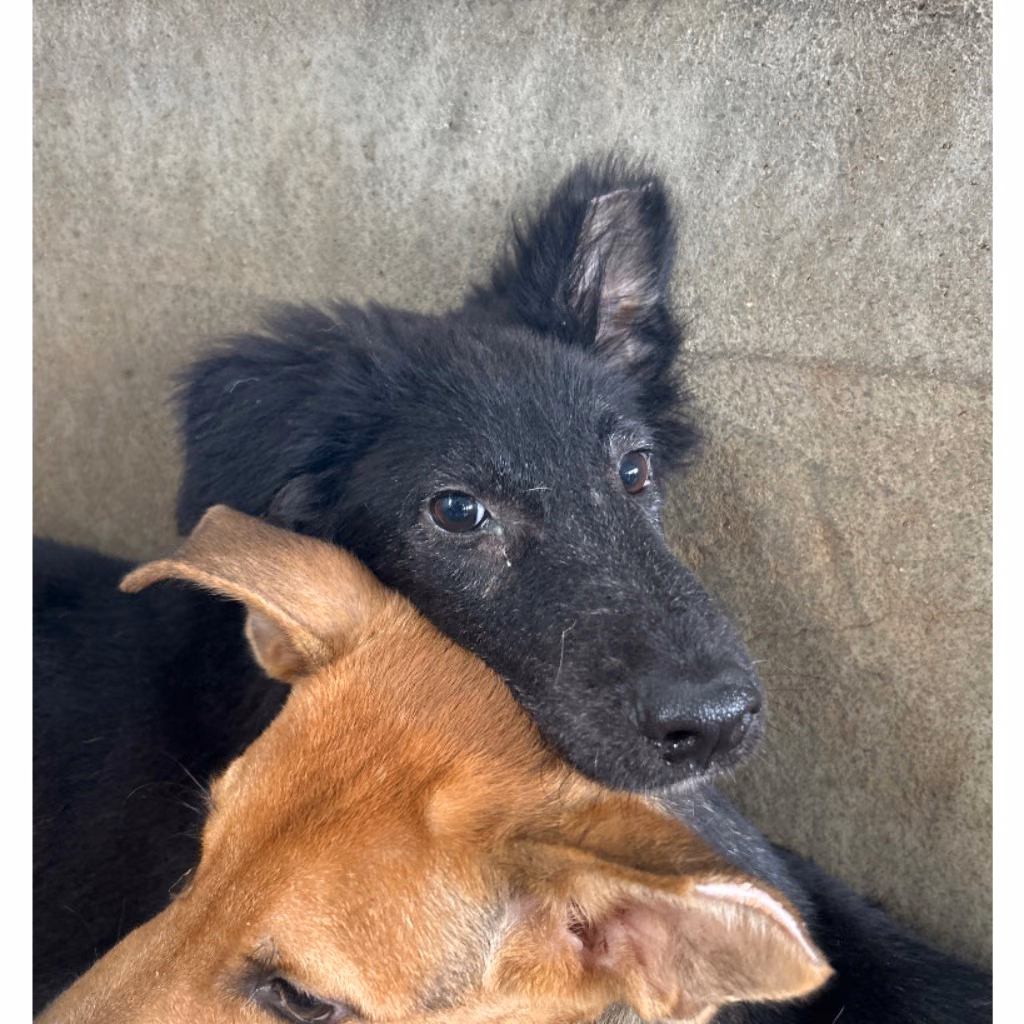 The dog, from the shelter's listing