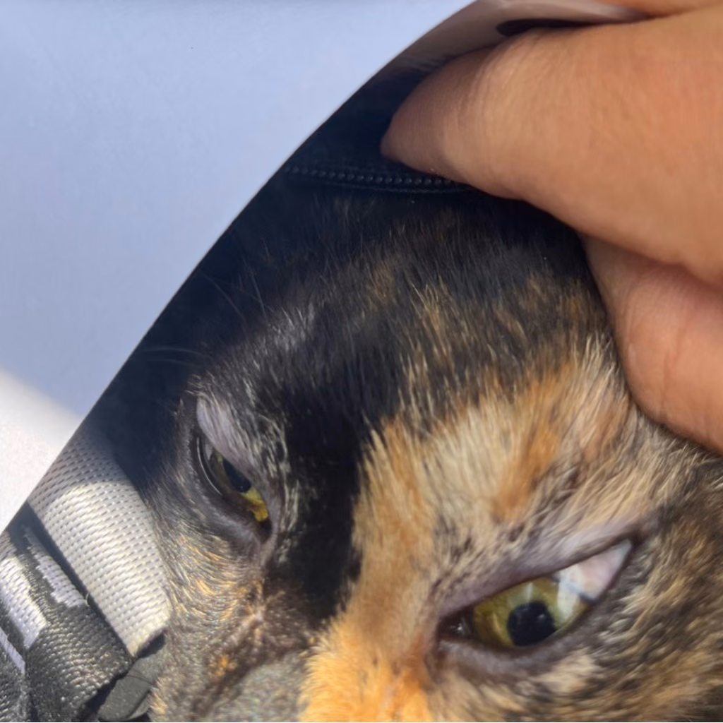 The cat, from the shelter's listing