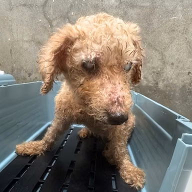 The dog, from the shelter's listing