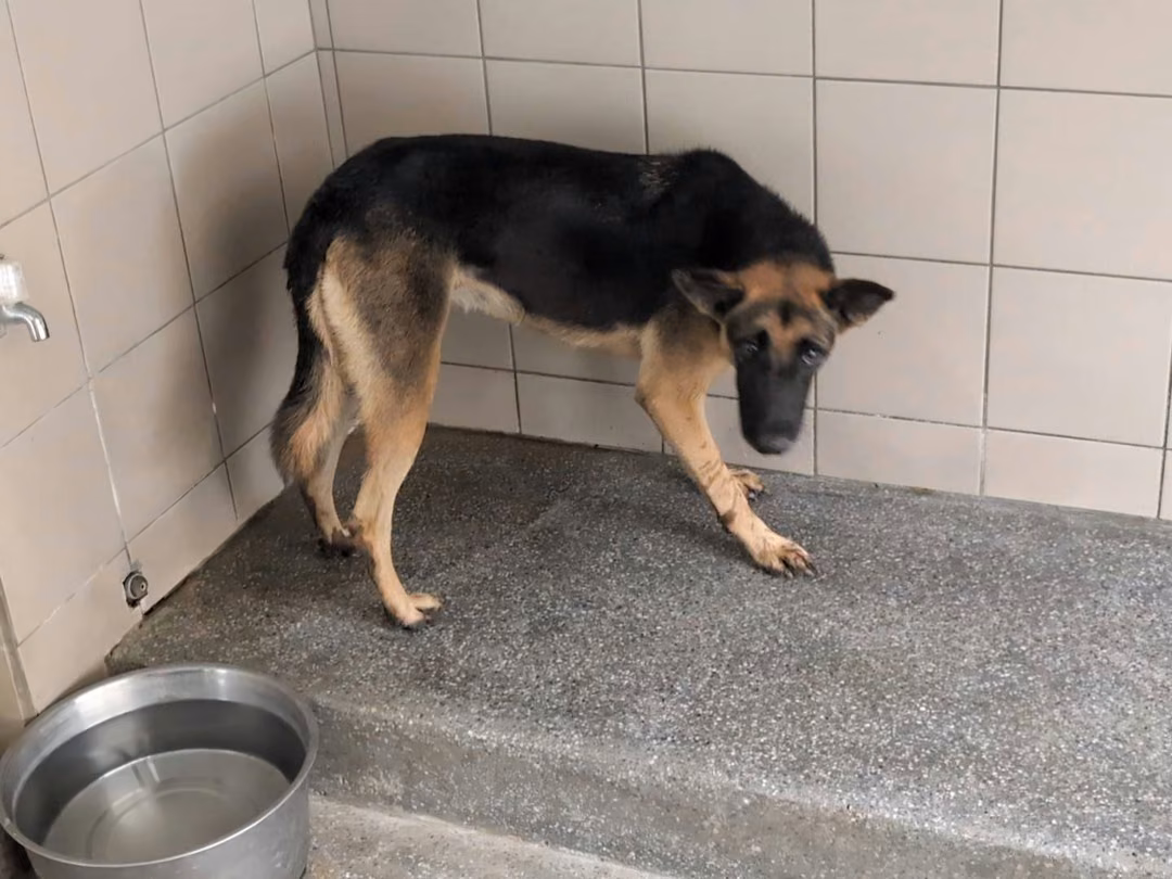 The dog, from the shelter's listing