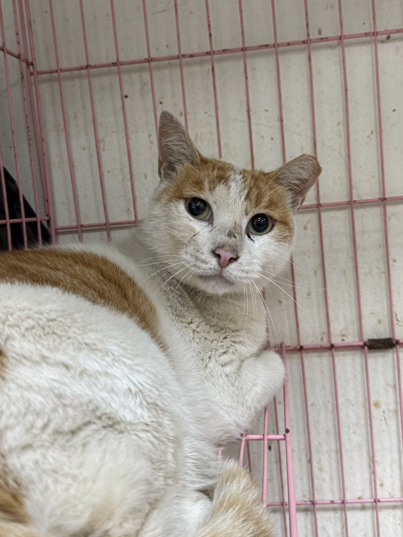 The cat, from the shelter's listing