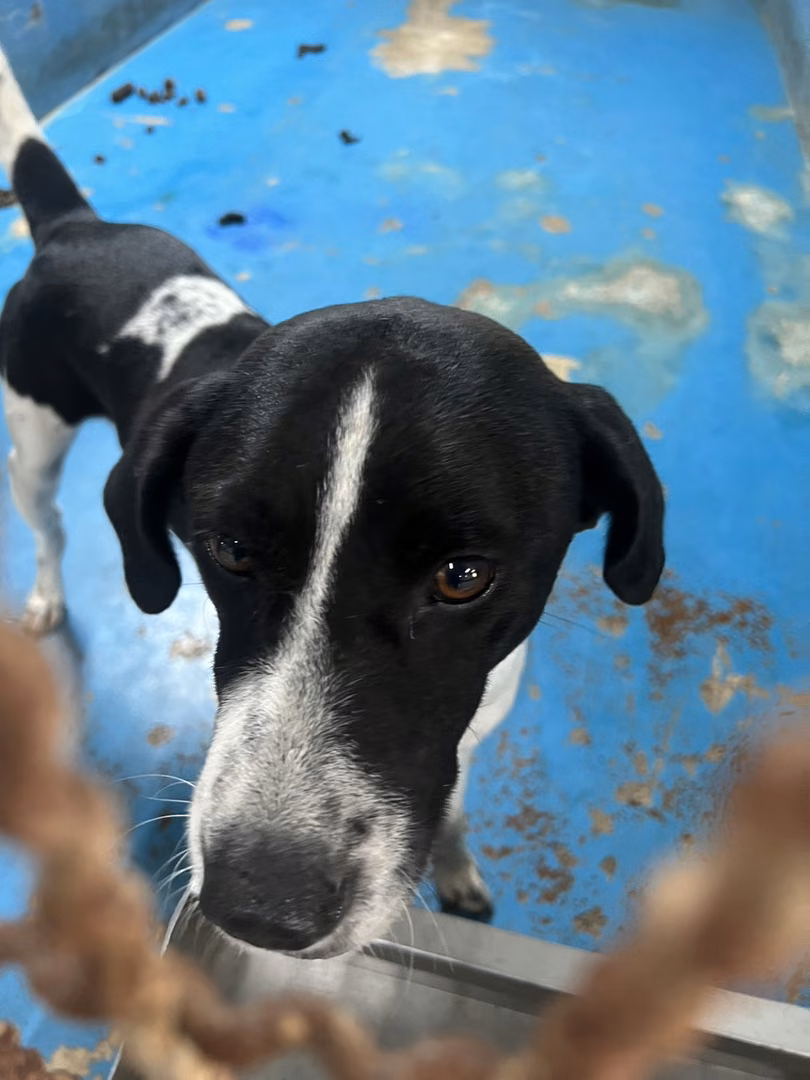 The dog, from the shelter's listing