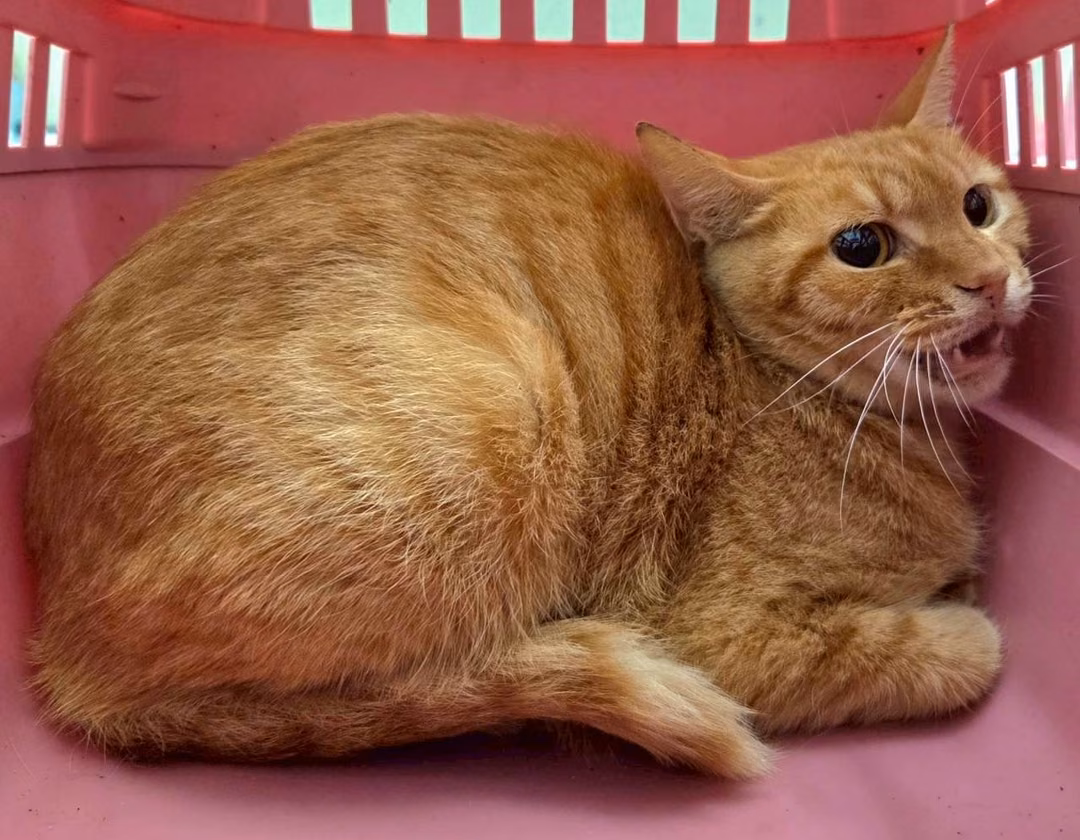 The cat, from the shelter's listing